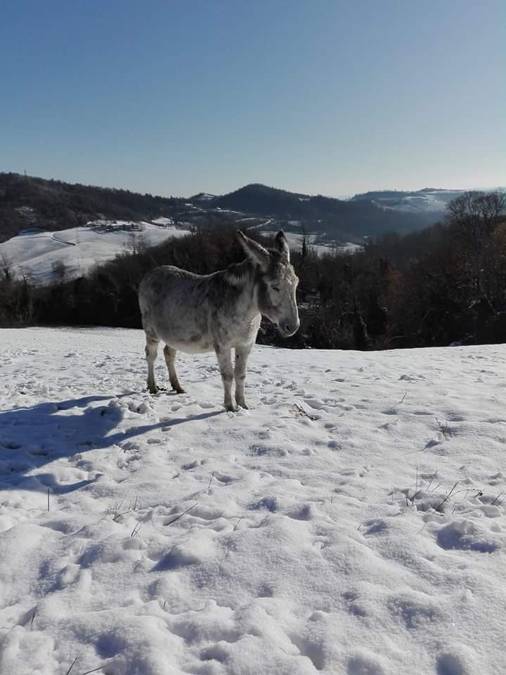 Asini e neve